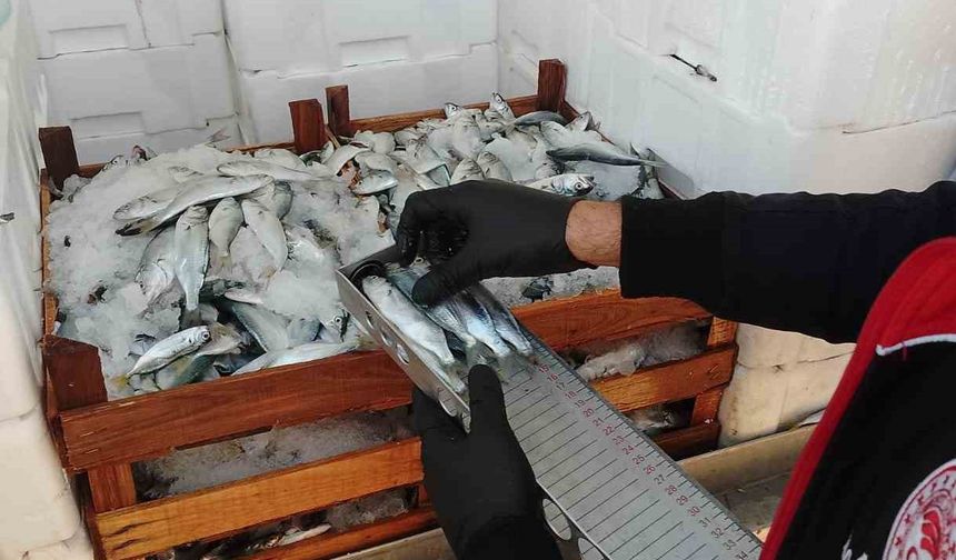 Yasal boy sınırlarının altında avlanılan lüfer ve istavritlere el konuldu