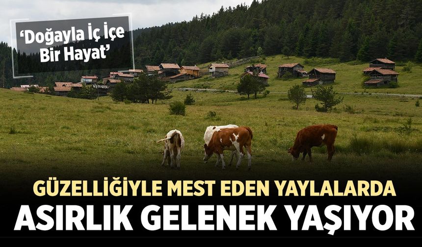 Çankırı Sınırındaki yaylalarda Asırlık Yayla Geleneği Yaşıyor!