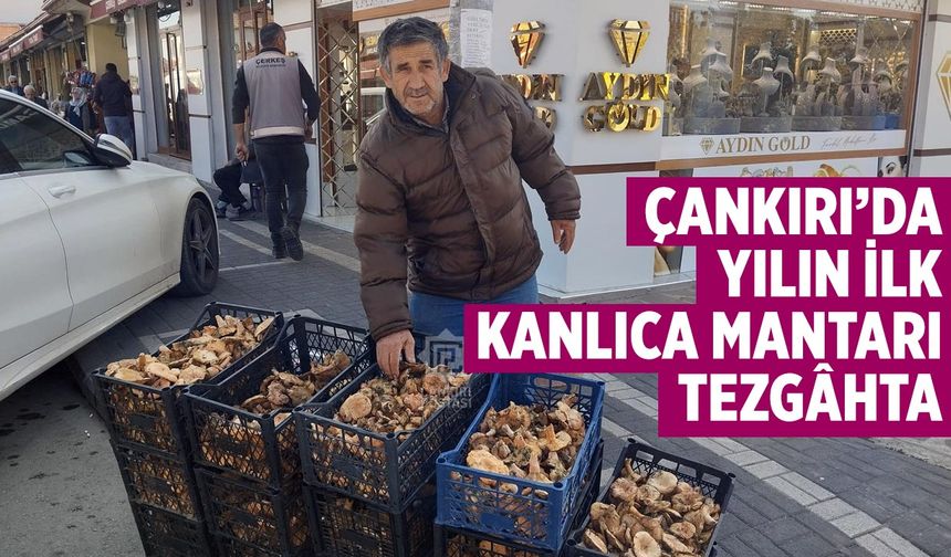 Çankırı’da Yılın İlk Kanlıca Mantarı Tezgâhta