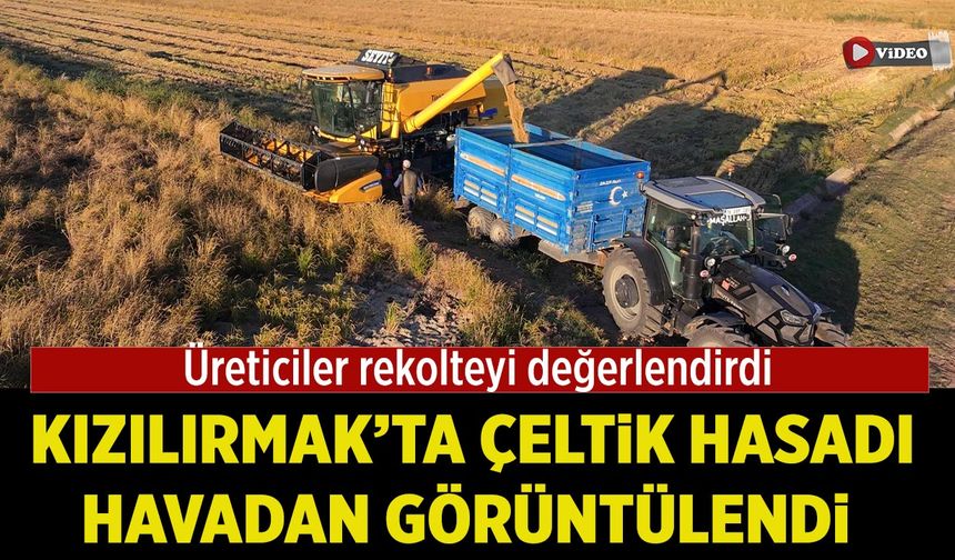 Kızılırmak’ta Çeltik Hasadı havadan görüntülendi: Üreticiler rekolteyi değerlendirdi