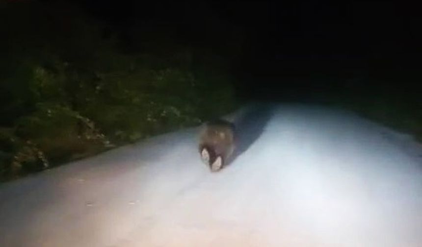 Karabük’te yolda koşan ayı kamerada