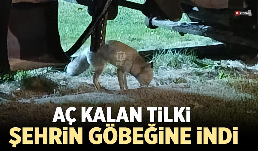 Çankırı’da aç kalan tilki şehrin göbeğine indi