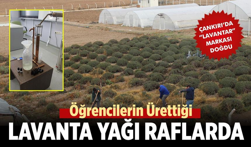Çankırı’da Öğrencilerin Ürettiği Lavanta Yağı Raflarda