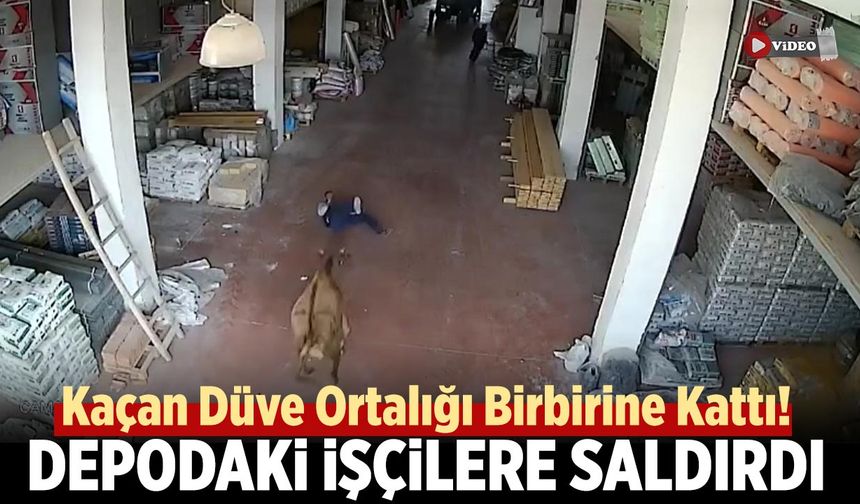 Çankırı’da Kaçan Düve Ortalığı Birbirine Kattı!