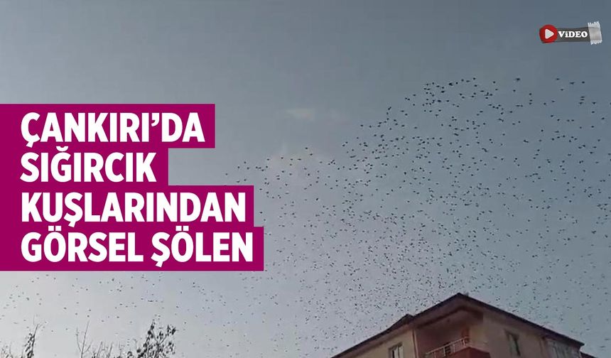 Çankırı’da Sığırcık Kuşlarından görsel şölen