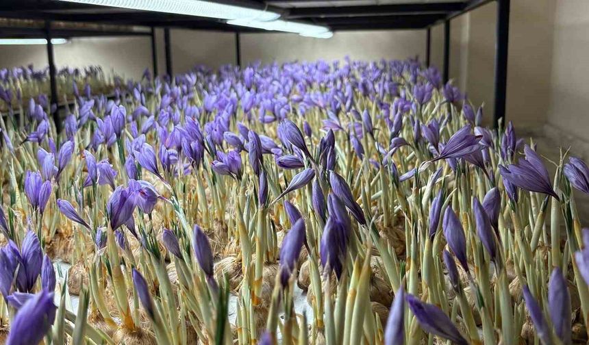 Genç yaşta mesleğini bıraktı, 50 metrekare odada gramı 600 liralık safran üretmeye başladı