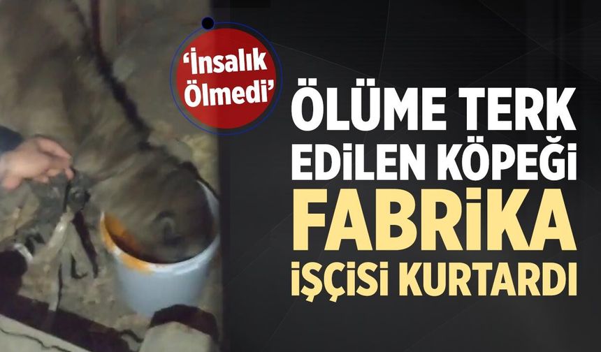 Çankırı’da ölüme terk edilen köpeği fabrika işçisi kurtardı