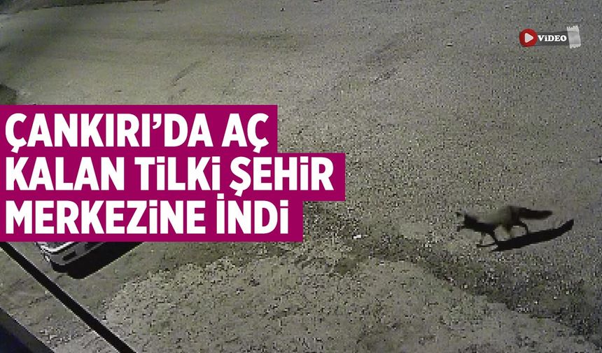 Çankırı’da Aç Kalan Tilki Şehir Merkezine İndi