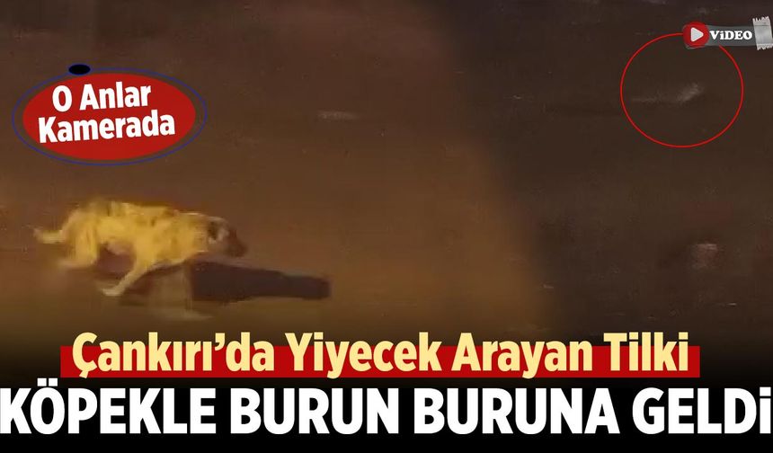 Çankırı’da Yiyecek Arayan Tilki Köpekle Burun Buruna Geldi: O Anlar Kamerada