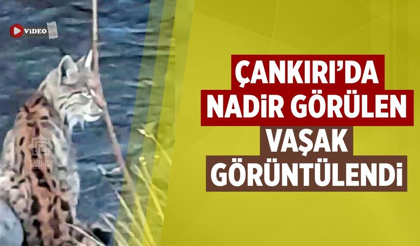 Çankırı’da Nadir Görülen Vaşak Görüntülendi