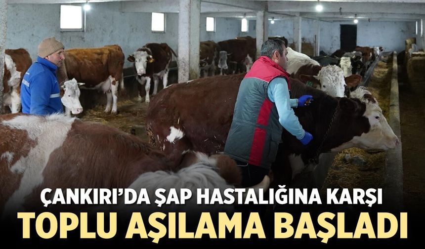 Çankırı’da Büyükbaş Hayvanlar İçin Şap Aşılama Seferberliği Başladı