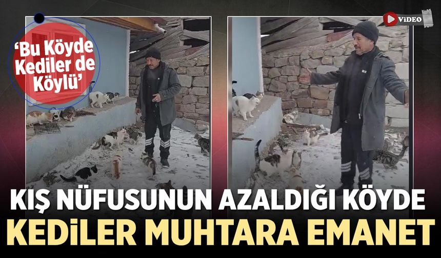 Çankırı'da Köy Muhtarı Kedileri Sahiplendi: “Saygıdeğer Köylülerim”