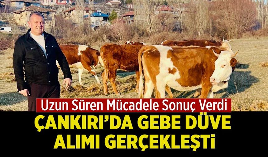Çankırı’da Gebe Düve Alımı Gerçekleşti