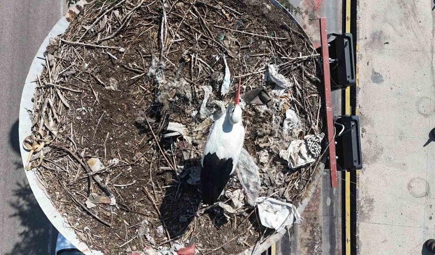 Baharın habercisi olan leylekler, Ankara'ya ulaştı