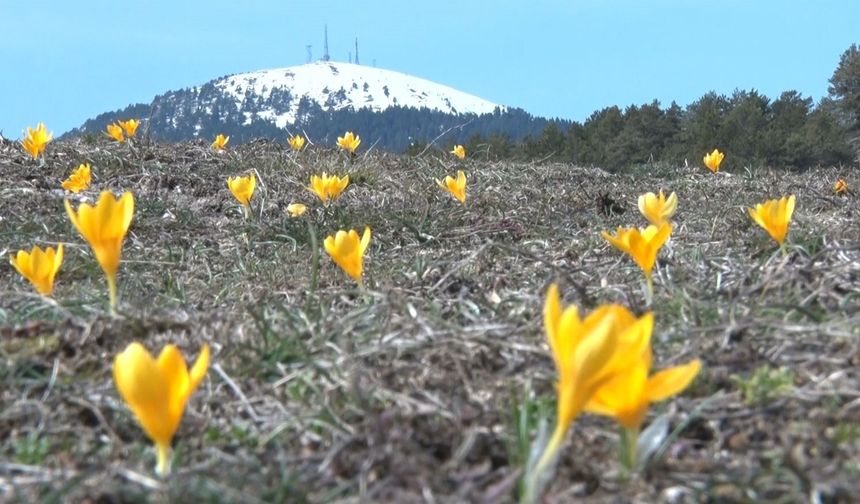 Baharın müjdecisi 'çiğdemler' çiçek açtı