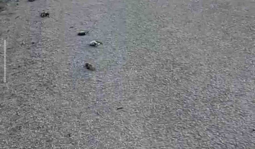 Kastamonu'da onlarca kuş yolda telef olmuş halde bulundu