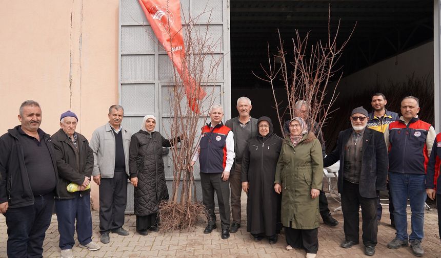 Çankırı’da Kayısı Fidanları Toprakla Buluşuyor