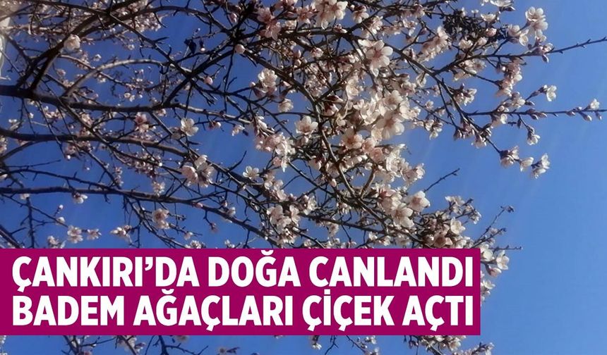 Çankırı’da Badem Ağaçları Çiçek Açtı, Bahar Güzellikleri Ortaya Çıktı
