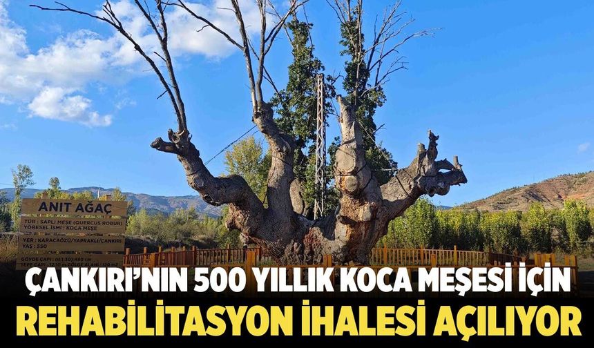 Çankırı’nın 500 Yıllık Dev Meşesi Rehabilitasyonla geleceğe taşınacak