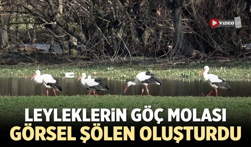 Çankırı’da Leyleklerin Göç Molası Görsel Şölen Oluşturdu