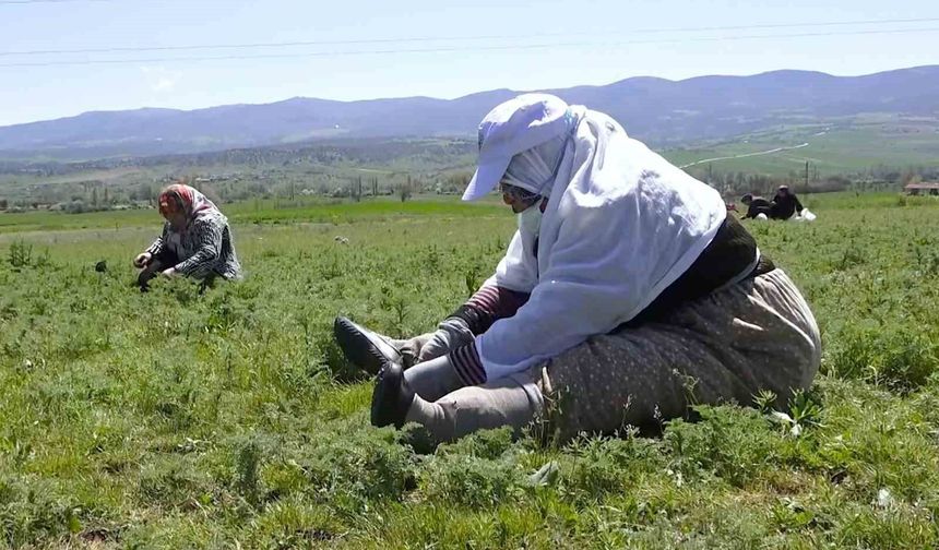 Çorum'da 'madımak otu' mesaisi başladı