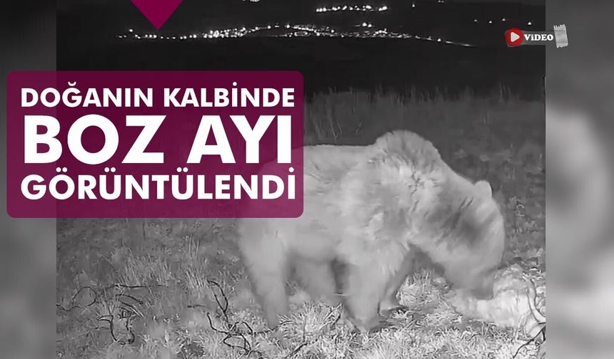 Çankırı’da Doğanın Kalbinde Boz Ayı görüntülendi