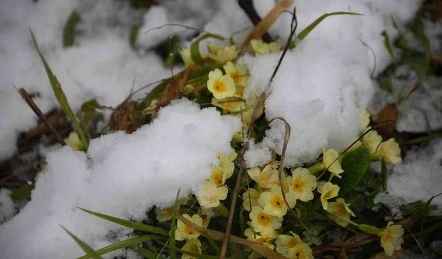 Ilgaz Dağı’nda Yağan Kar, Açan Çiçekleri Beyaza Bürüdü