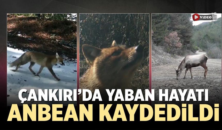 Çankırı’da yaban hayatı anbean kaydedildi