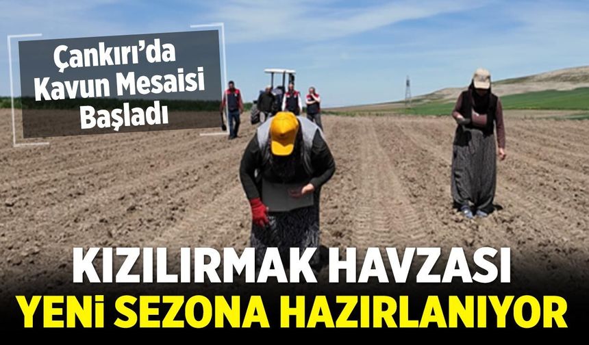 Çankırı’da Kavun Mesaisi Başladı: Kızılırmak Havzasında Ekim Hız Kazandı