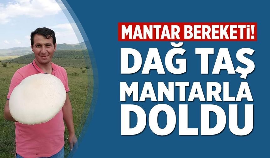 Çankırı'da mantar bereketi! Dağ taş mantarla doldu