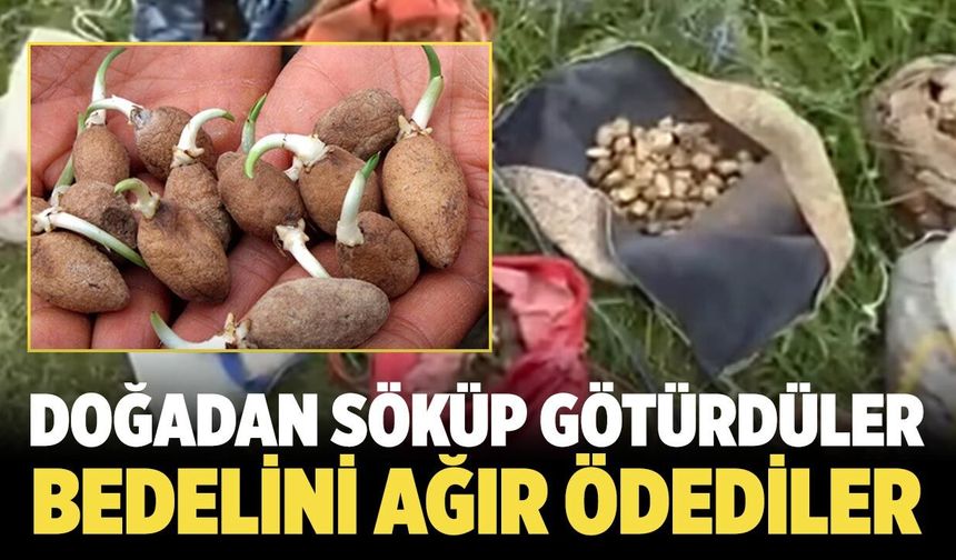 Doğadan söküp götürdüler: Bedelini ağır ödediler