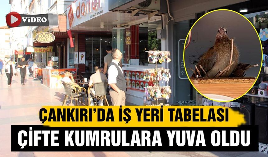 Çankırı’da çifte kumrular iş yerinin tabelasına yuva yaptı
