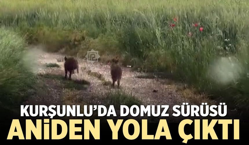 Kurşunlu’da domuz sürüsü aniden yola çıktı