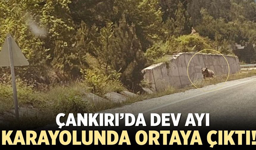 Çankırı’da Dev Ayı Karayolunda Ortaya Çıktı!