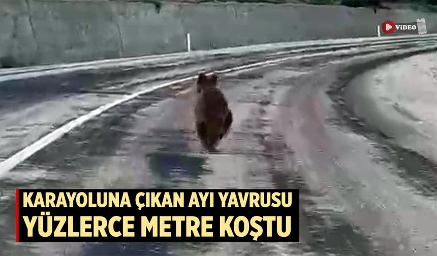 Çankırı’da karayoluna çıkan ayı yavrusu yüzlerce metre koştu