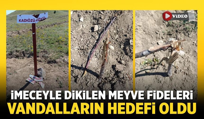 Çerkeş'te imeceyle dikilen meyve fideleri vandalların hedefi oldu