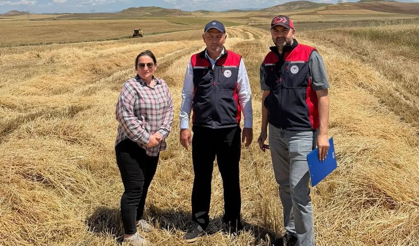İlk arpa hasadı Kızılırmak’ta yapıldı