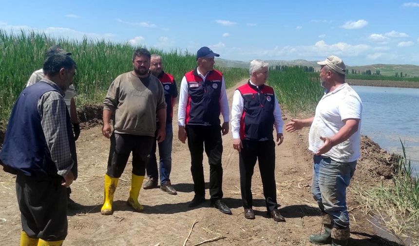 İl Müdürü Candan Kızılırmak'ta Çeltik Tarlalarını İnceledi