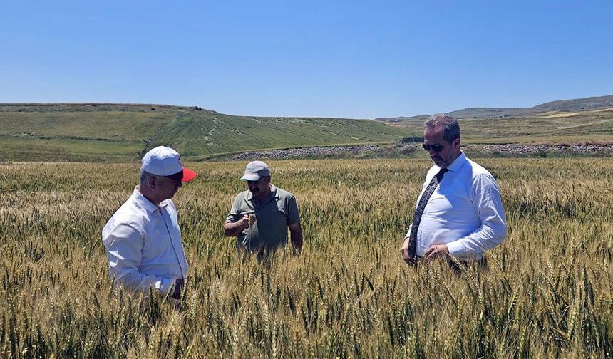 Çankırı’da tarımda hasat öncesi hazırlıklar sürüyor