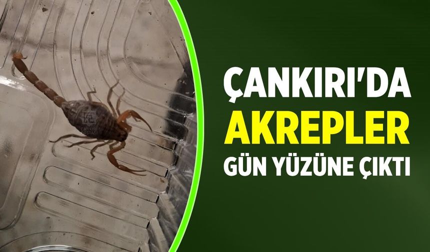 Çankırı'da akrepler gün yüzüne çıktı