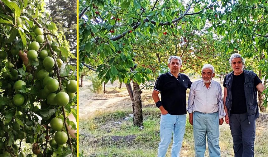 Çankırı'nın bahçelerinde dallar meyveye durdu