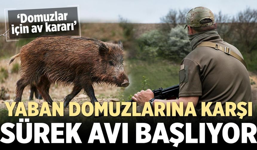 Çankırı’da yaban domuzlarına karşı sürek avı başlıyor