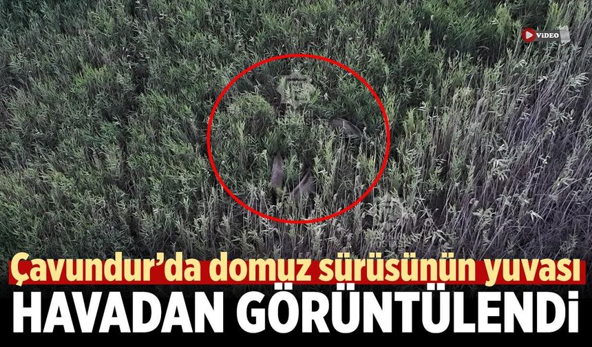 Çavundur’da domuzların gizli yaşam alanı görüntülendi