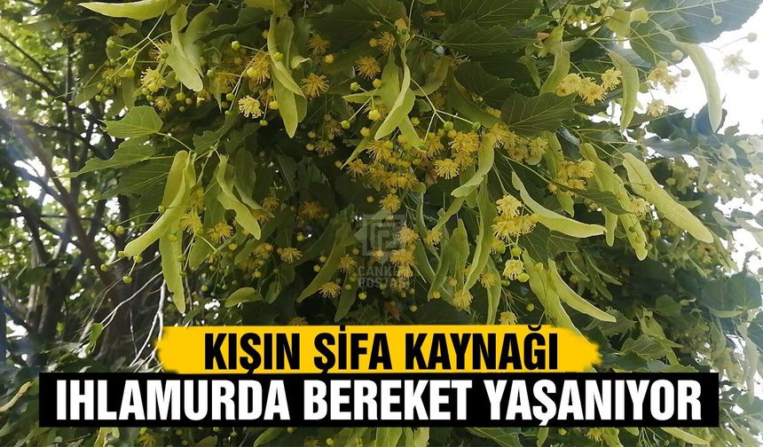 Çankırı’da kışın şifa kaynağı ıhlamurda bereket yaşanıyor