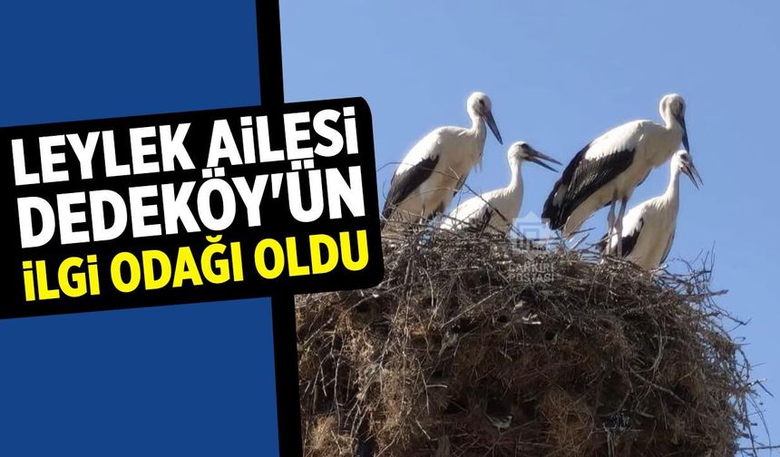 Leylek ailesi Dedeköy'ün ilgi odağı oldu