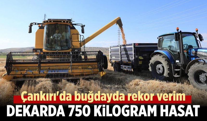 Çankırı'da buğdayda rekor verim! Dekarda 750 kilogram hasat