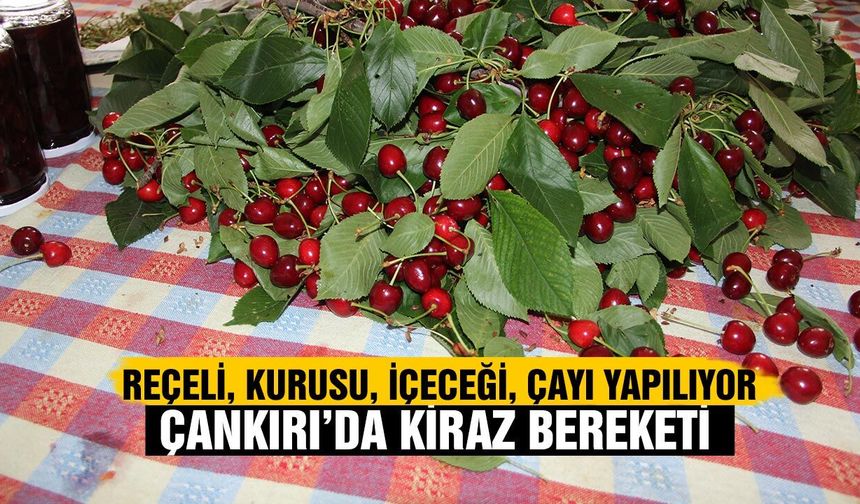 Çankırı’da kiraz ağaçlarında bu yıl büyük verim yaşanıyor