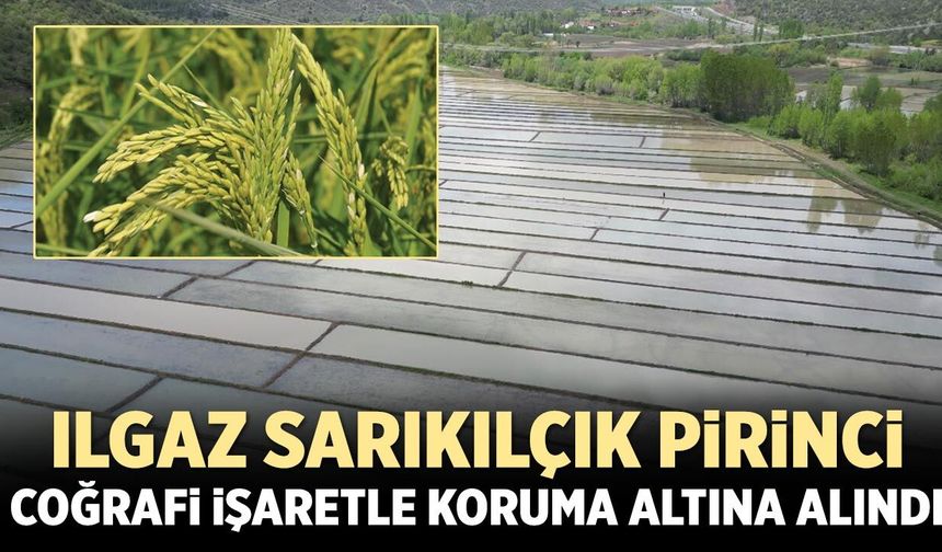 Ilgaz Sarıkılçık pirinci coğrafi işaretle koruma altına alındı