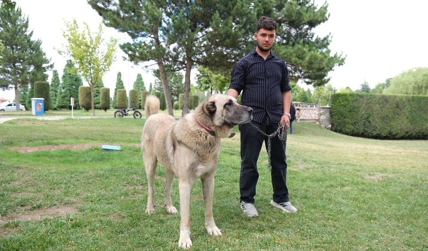 Çorum’da Türk çoban köpekleri görücüye çıktı