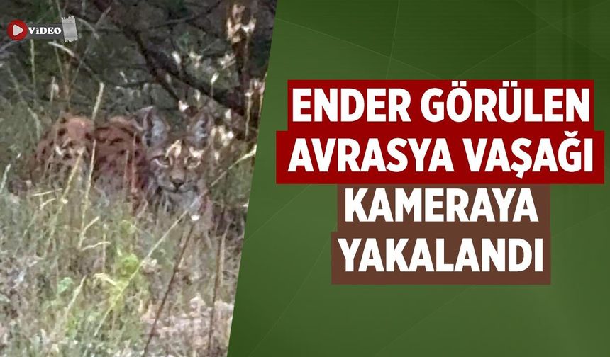 Çankırı'da ender görülen Avrasya vaşağı kameraya yakalandı